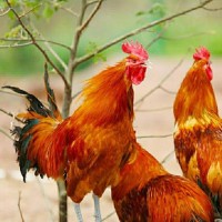 农家土公鸡 营养滋补美味 活杀现发 整只包邮
