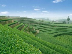 转型新时期茶园种植发展趋势