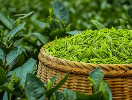 茶叶多角度精细化栽培种植技术