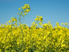 2025年冬油菜春季田间管理技术意见